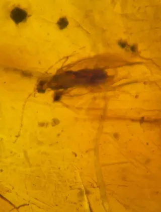 Fósil de insecto en ámbar. 10/13/17