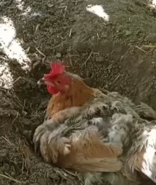 Huerto ecológico para chalet – Diseño y montaje.