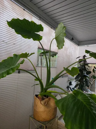 Planta Oreja de Elefante 1,40m