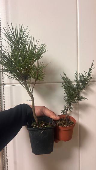 Pino y Ito para Alberto