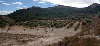 Terreno en venta en Jumilla