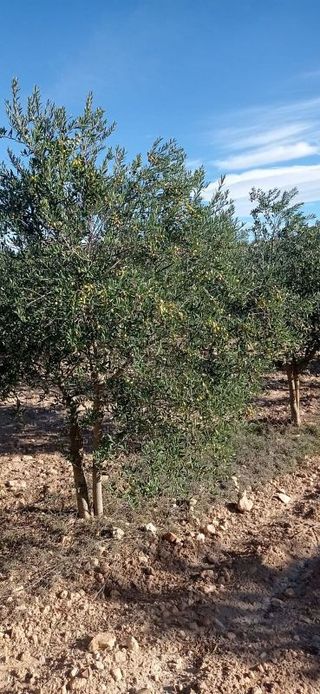 Terreno en venta en Jumilla