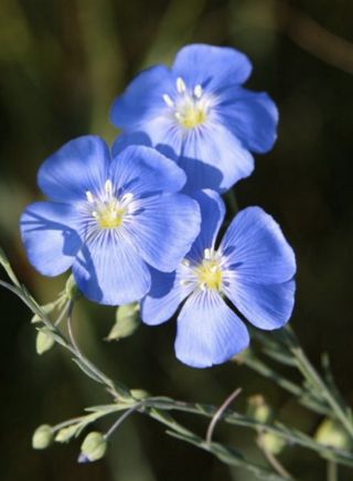 Semillas flor de lino azul