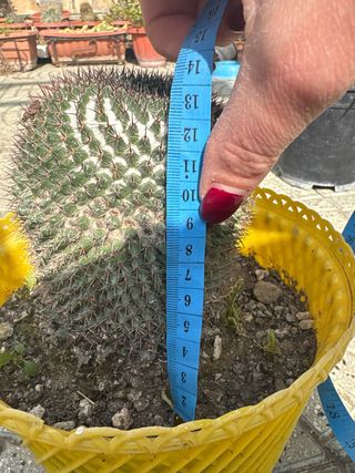 Pianta grassa in vaso giallo