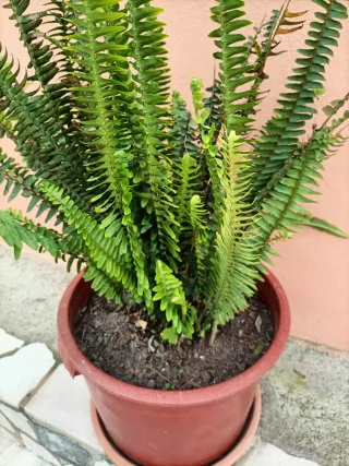 Planta helecho en maceta