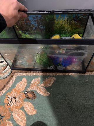 Pecera de hogar cristal y plástico