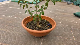 Prebonsai de Ligustrum