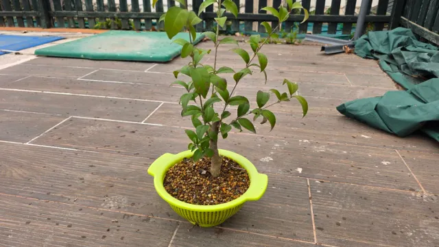 Prebonsai Ligustrum