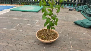 Prebonsai Ligustrum
