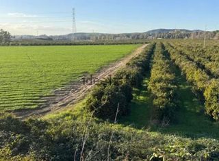 Terreno en venta en Arcos de la Frontera