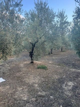 Terreno en venta en Lucena