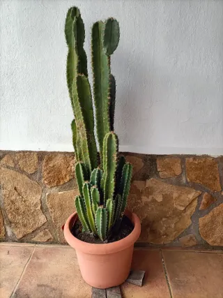 Cactus grande en maceta