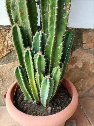 Cactus grande en maceta
