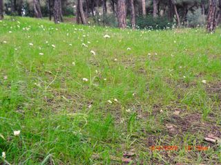 Cámara Casio Exilim Z21