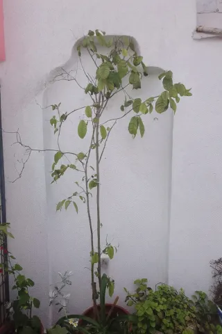 Árbol Chirimoya 5 años