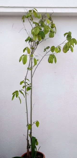 Árbol Chirimoya 5 años