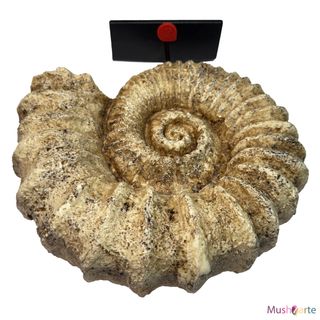 Réplica Amonita de color beige grande de Resina