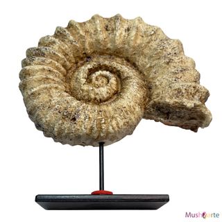 Réplica Amonita de color beige grande de Resina