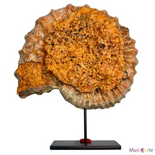 Réplica Amonita de color beige grande de Resina