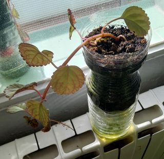 Planta creo ,lazos de amor-dinero-marginatus