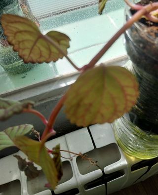 Planta creo ,lazos de amor-dinero-marginatus