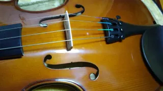 VIOLA STENTOR STUDENT II