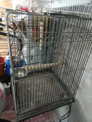Jaula para loro