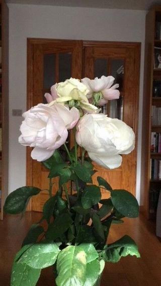 Casa adosada en venta en Zona Llombai en Burriana