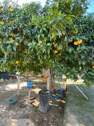 Casa rural en venta en Alcolea en Córdoba