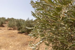 Terreno en venta en Guadix