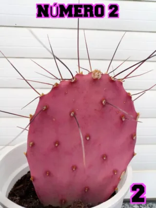 Cactus Macrocentra