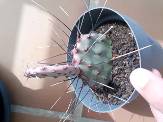 Cactus Macrocentra