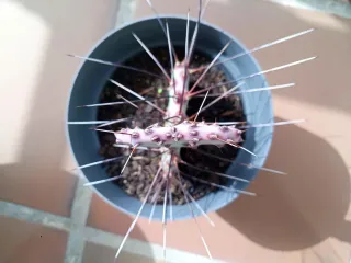 Cactus Macrocentra