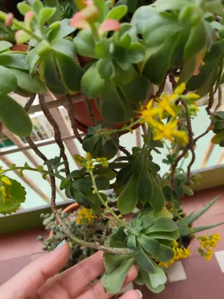 Esqueje Sedum Palmeri