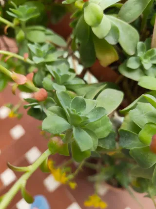 Esqueje Sedum Palmeri