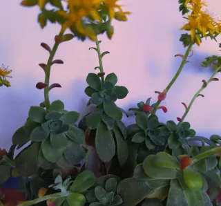 Esqueje Sedum Palmeri