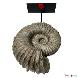 Réplica Amonita mediana de color Gris en Resina