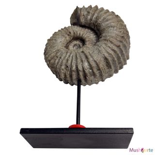 Réplica Amonita mediana de color Gris en Resina