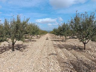 Terreno en venta en Yecla