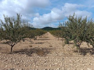 Terreno en venta en Yecla