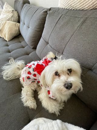 CUIDADORA PROFESIONAL DE MASCOTAS