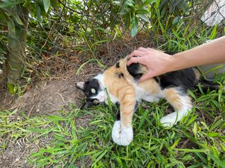 CUIDADORA PROFESIONAL DE MASCOTAS