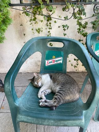 CUIDADORA PROFESIONAL DE MASCOTAS