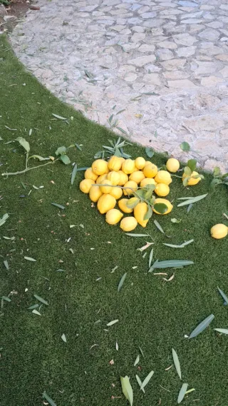 Oferta de negocio huerta Por persona responsable