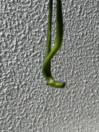 Estaca Monstera Deliciosa - 3 folhas