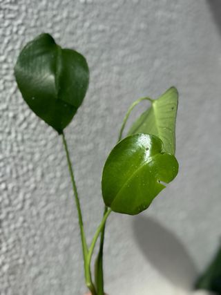 Estaca Monstera Deliciosa - 3 folhas