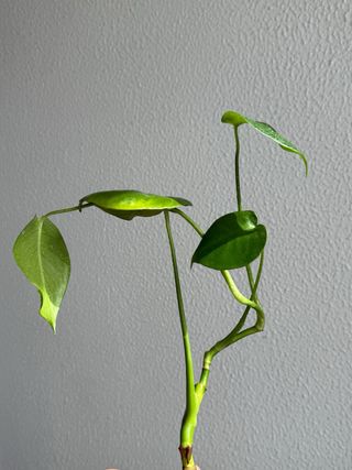 Estaca Monstera Deliciosa - 4 folhas