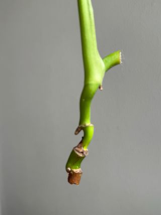 Estaca Monstera Deliciosa - 4 folhas