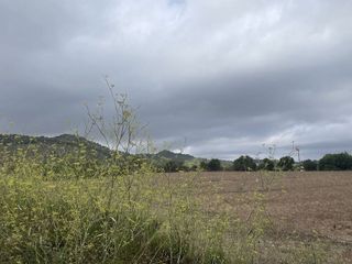 Solar en venta en Son Servera