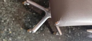 Silla de escritorio giratoria